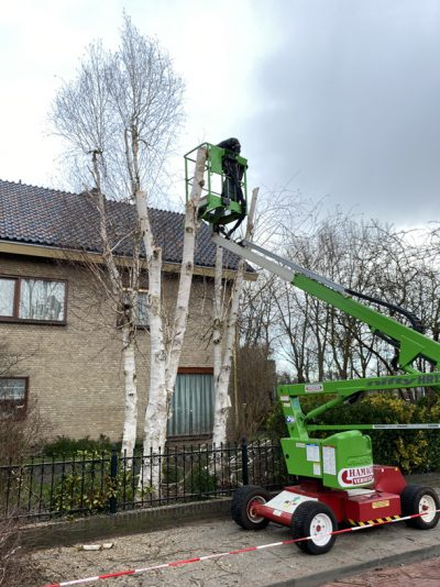 J. de Mooij Hovenier in Rijnsburg is gespecialiseerd in het rooien en snoeien van bomen